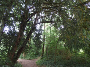 Forêts et sous-bois (Luzarches)